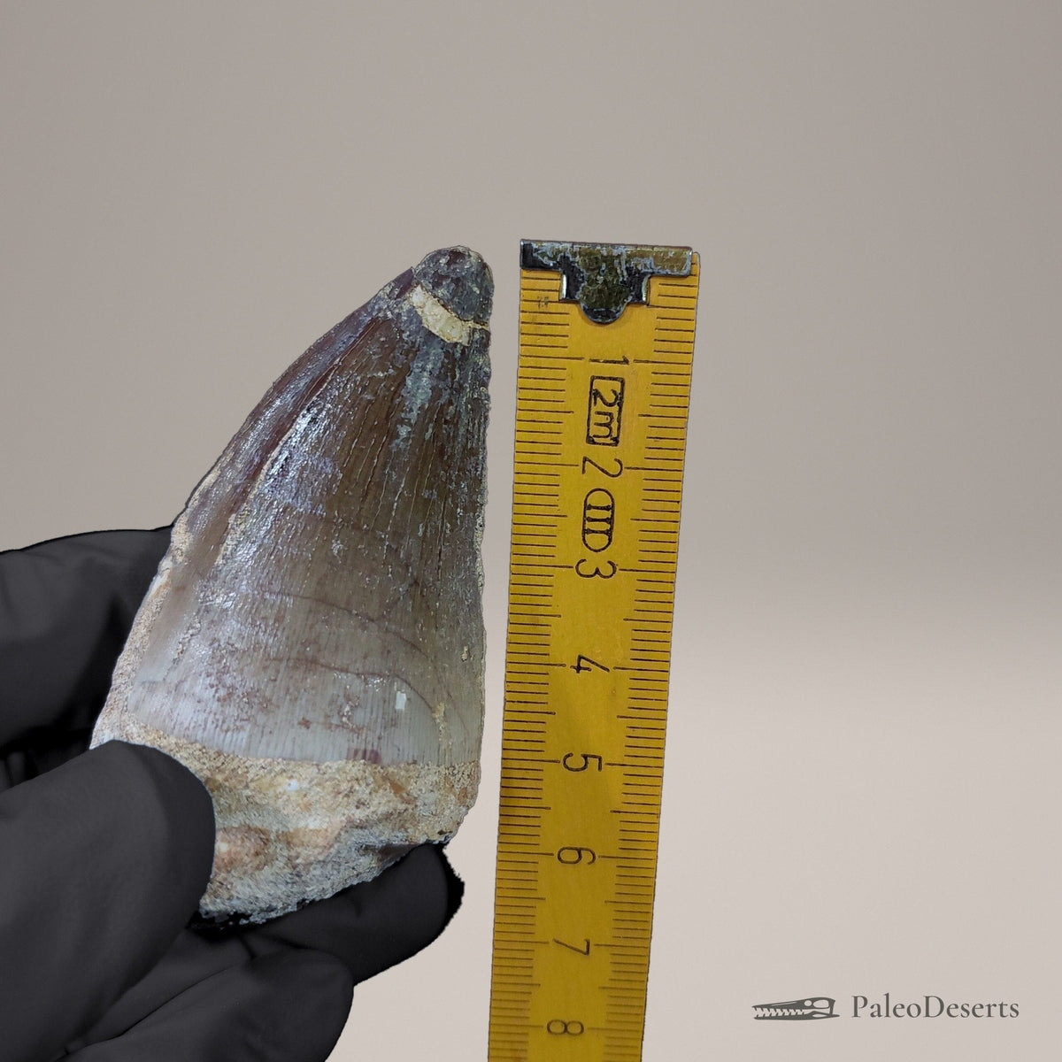 Prognathodon Mosasaur Tooth Fossil – 2.5 in (6.3 cm), Morocco – view 8