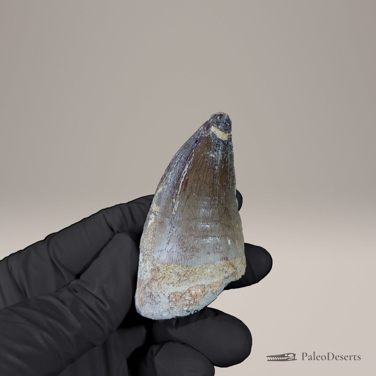 Prognathodon Mosasaur Tooth Fossil – 2.5 in (6.3 cm), Morocco – view 3