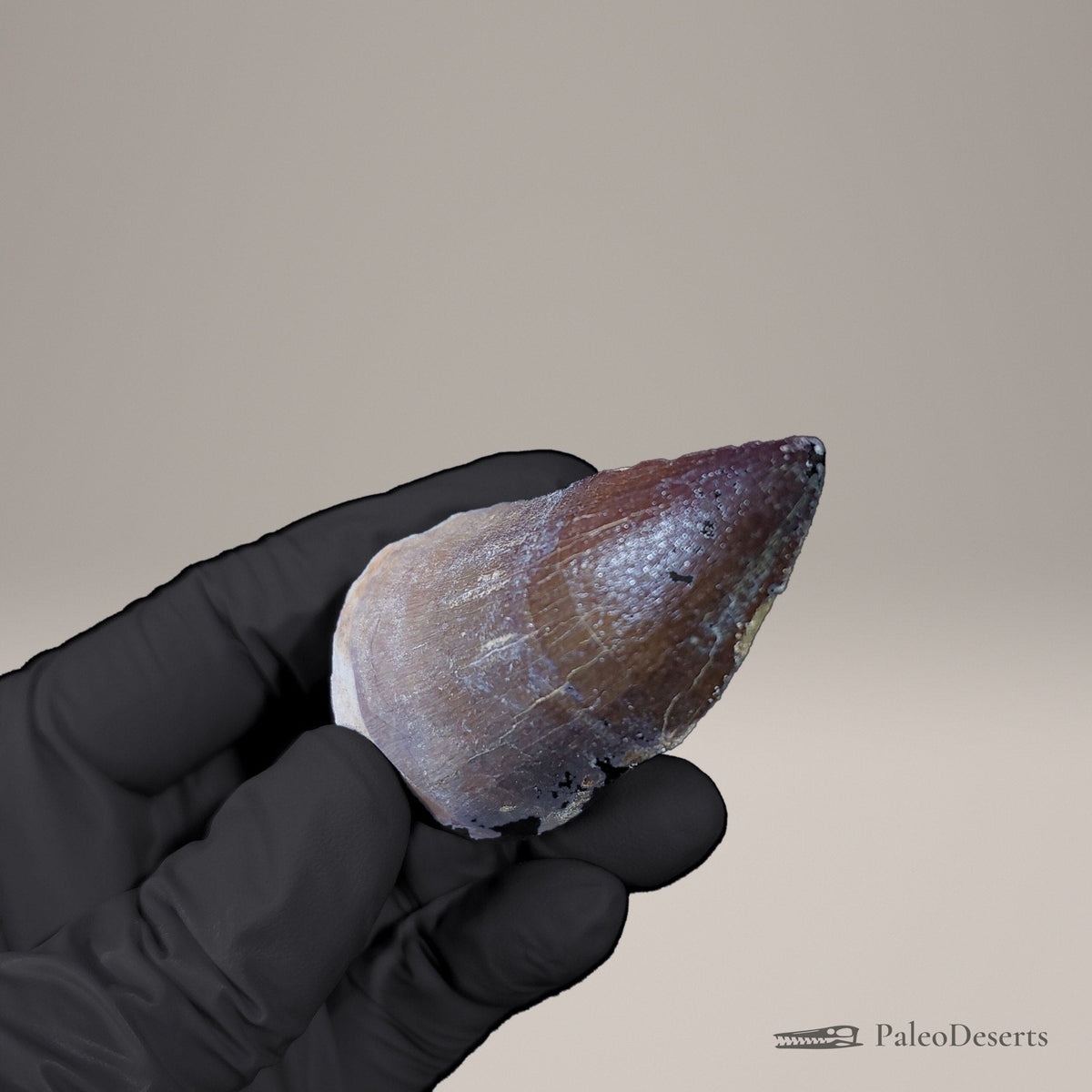Prognathodon Mosasaur Tooth Fossil
