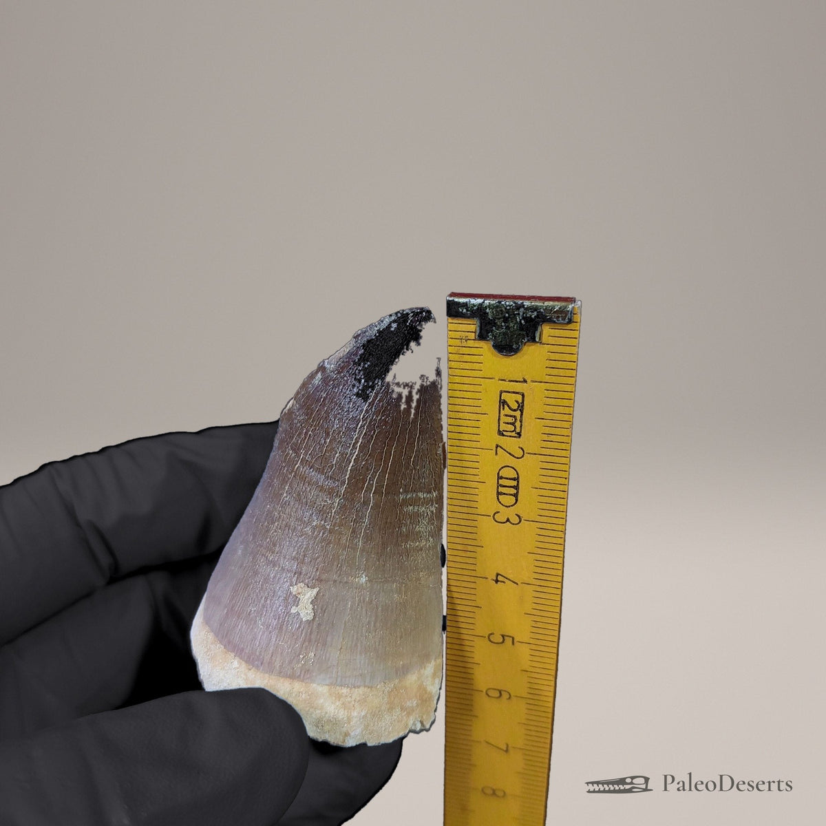 Prognathodon Mosasaur Tooth Fossil – 2.5 in (6.4 cm), Morocco – view 8