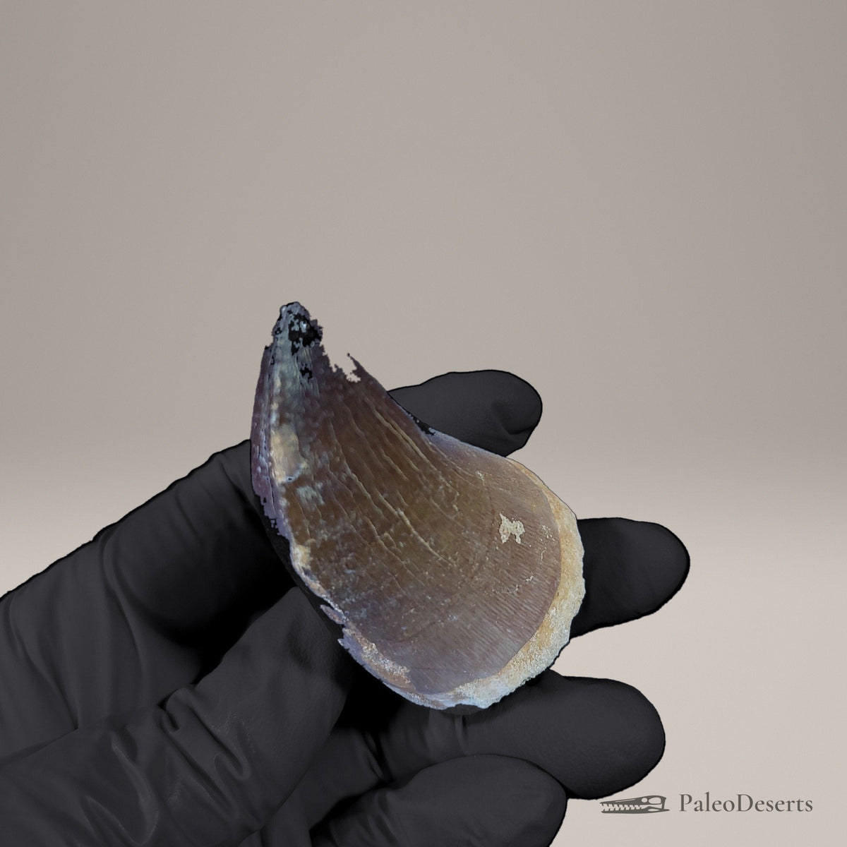 Prognathodon Mosasaur Tooth Fossil – 2.5 in (6.4 cm), Morocco – view 6