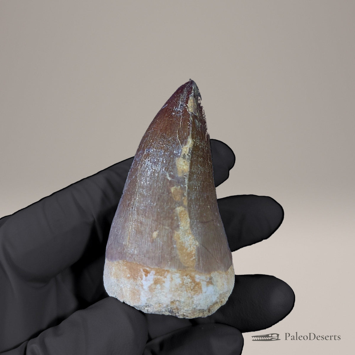 Prognathodon Mosasaur Tooth Fossil – 2.5 in (6.4 cm), Morocco – view 3