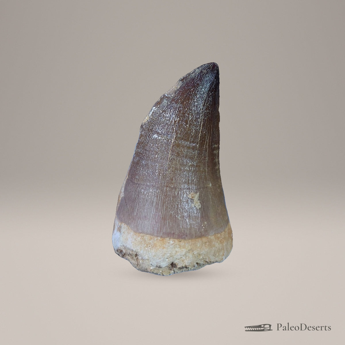 Prognathodon Mosasaur Tooth Fossil – second view