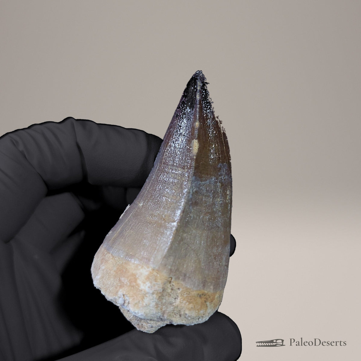 Prognathodon Mosasaur Tooth Fossil – 2.5 in (6.4 cm), Morocco – view 4