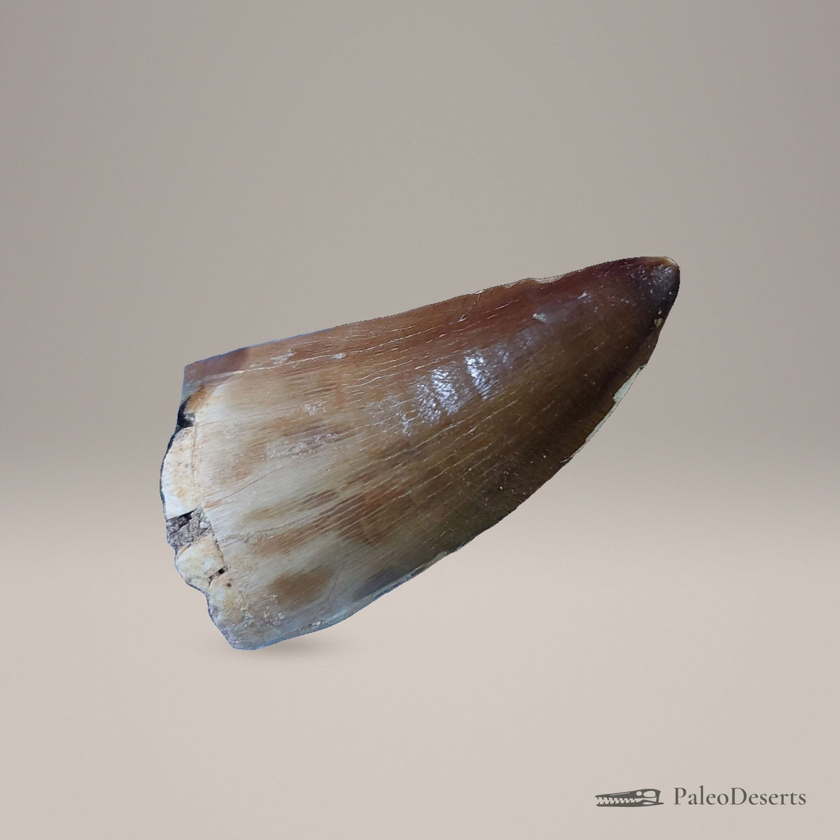 Prognathodon Mosasaur Tooth Fossil – 2.5 in (6.4 cm), Morocco – Specimen M-54 – view 4
