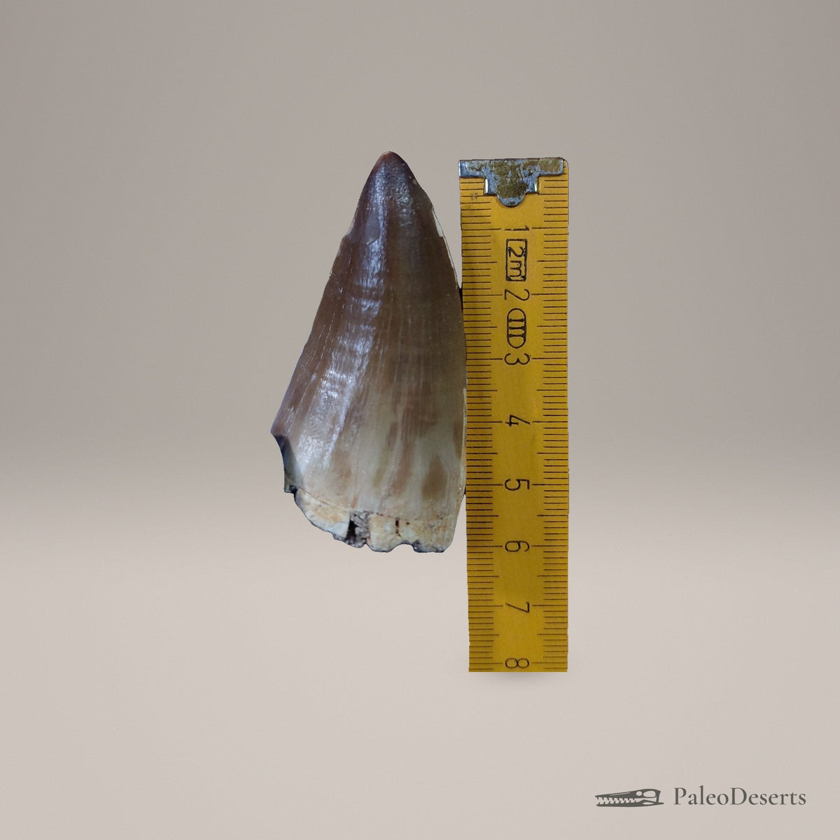 Prognathodon Mosasaur Tooth Fossil – 2.5 in (6.4 cm), Morocco – Specimen M-54 – view 6
