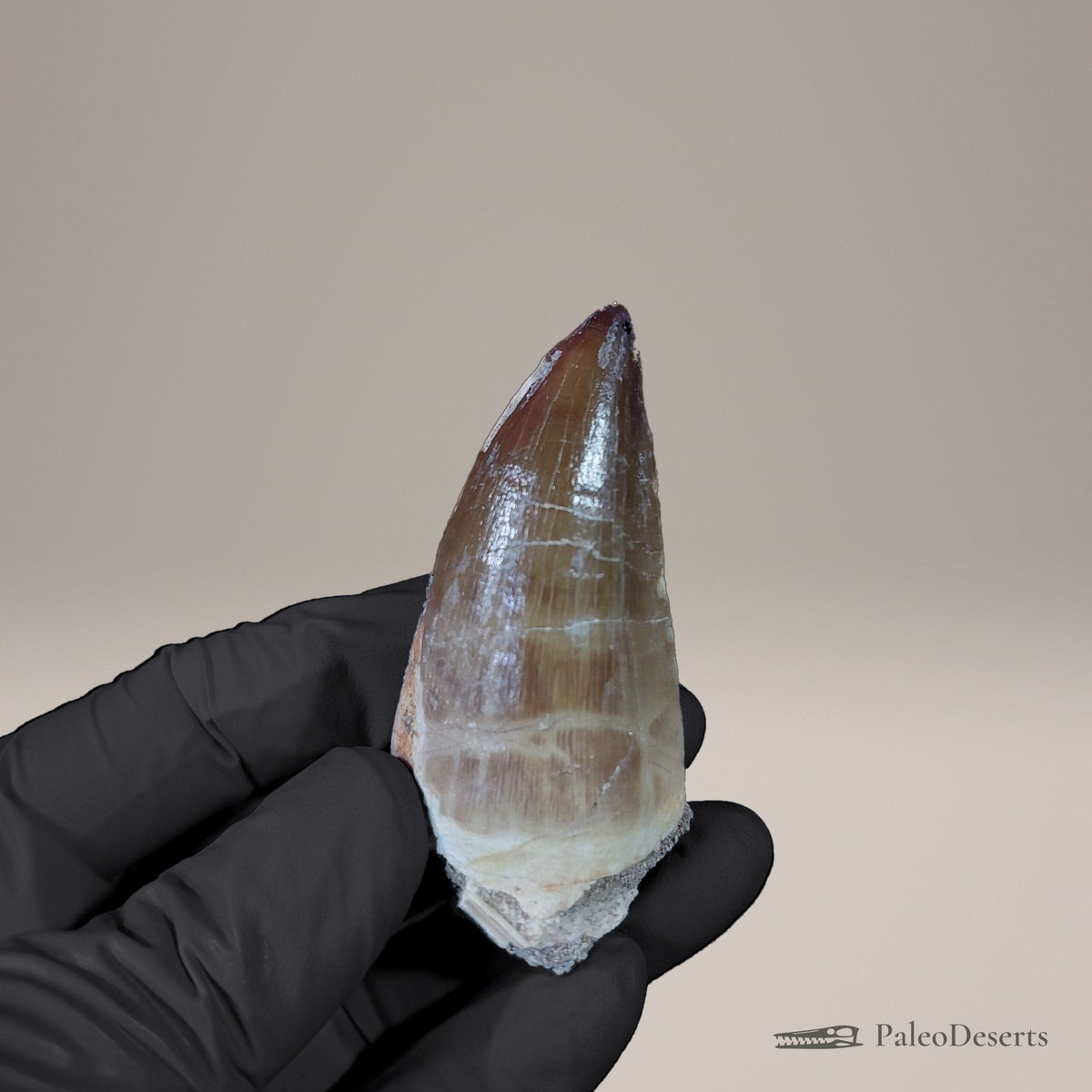 Prognathodon Mosasaur Tooth Fossil – 2.5 in (6.4 cm), Morocco – Specimen M-54