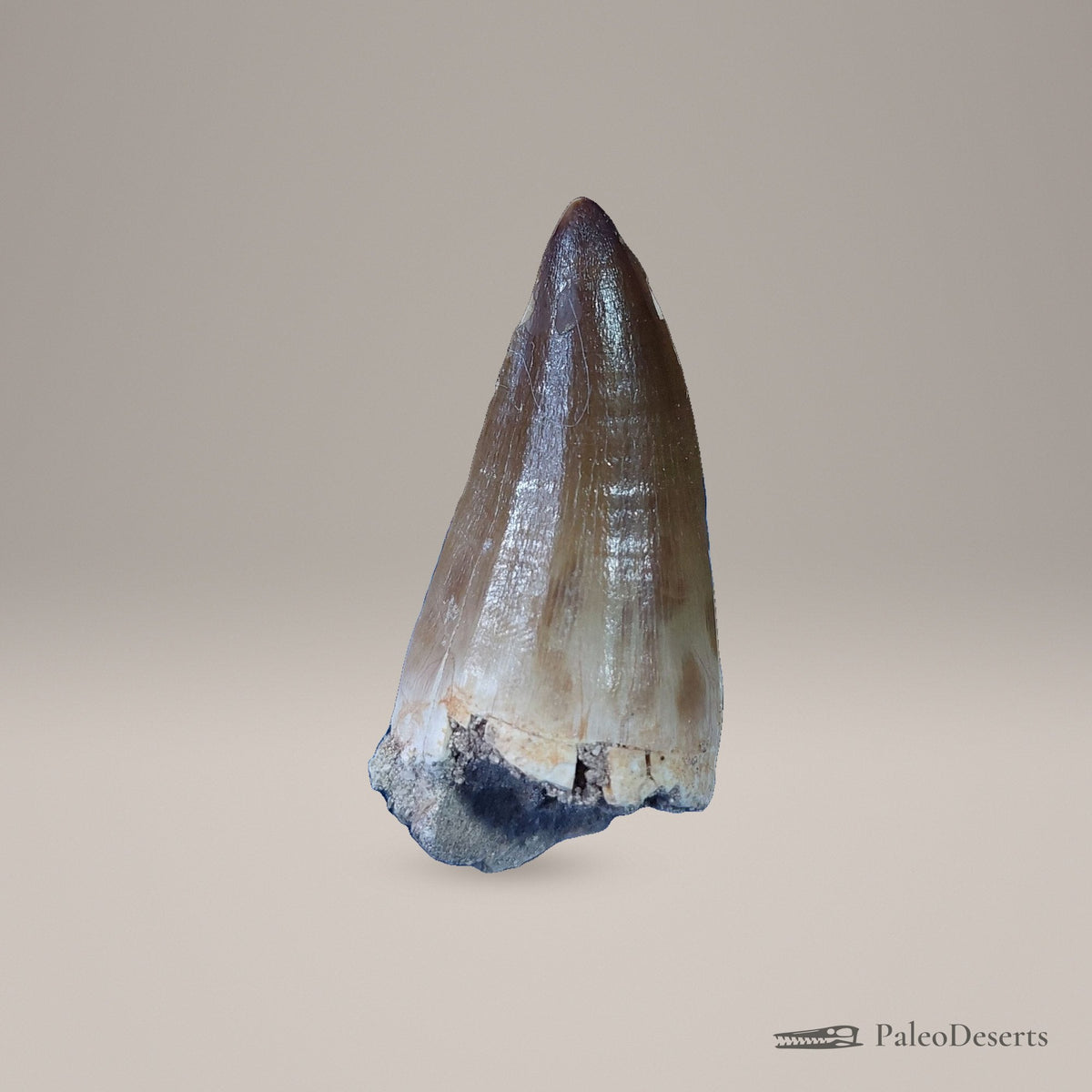 Prognathodon Mosasaur Tooth Fossil – 2.5 in (6.4 cm), Morocco – Specimen M-54 – view 3