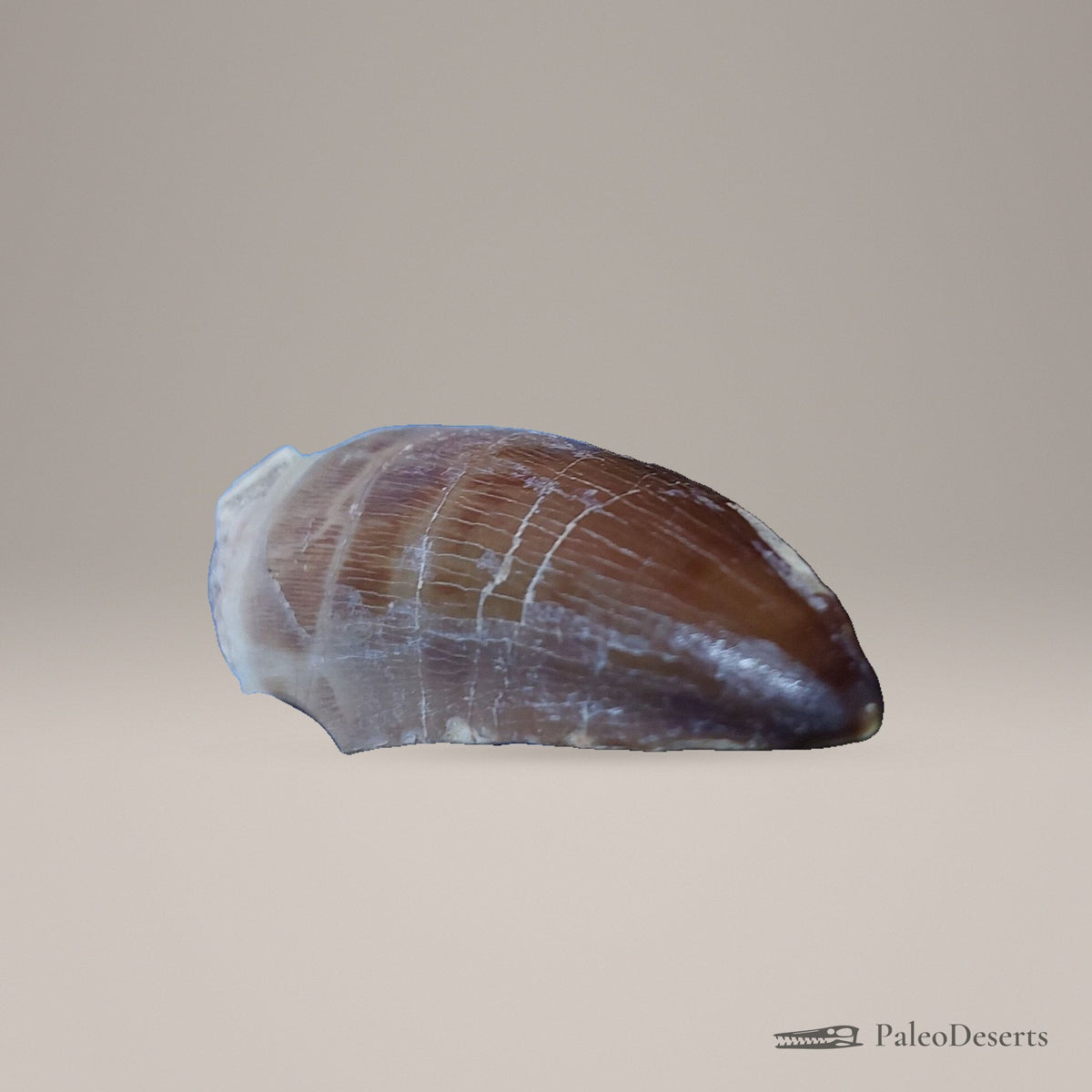 Prognathodon Mosasaur Tooth Fossil – 2.5 in (6.4 cm), Morocco – Specimen M-54 – view 5