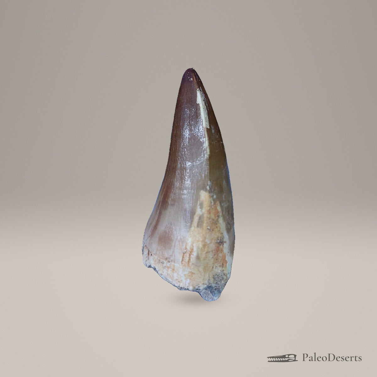 Prognathodon Mosasaur Tooth Fossil – second view