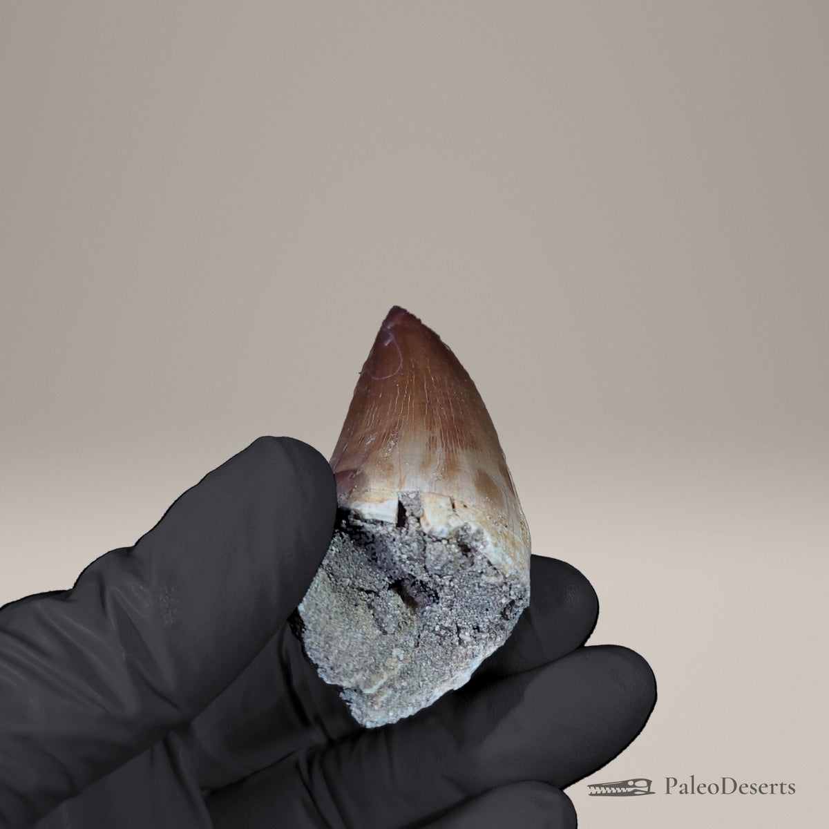 Prognathodon Mosasaur Tooth Fossil – 2.5 in (6.4 cm), Morocco – Specimen M-54 – view 7
