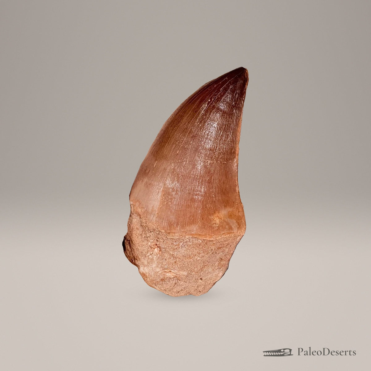 Prognathodon Mosasaur Tooth Fossil – second view
