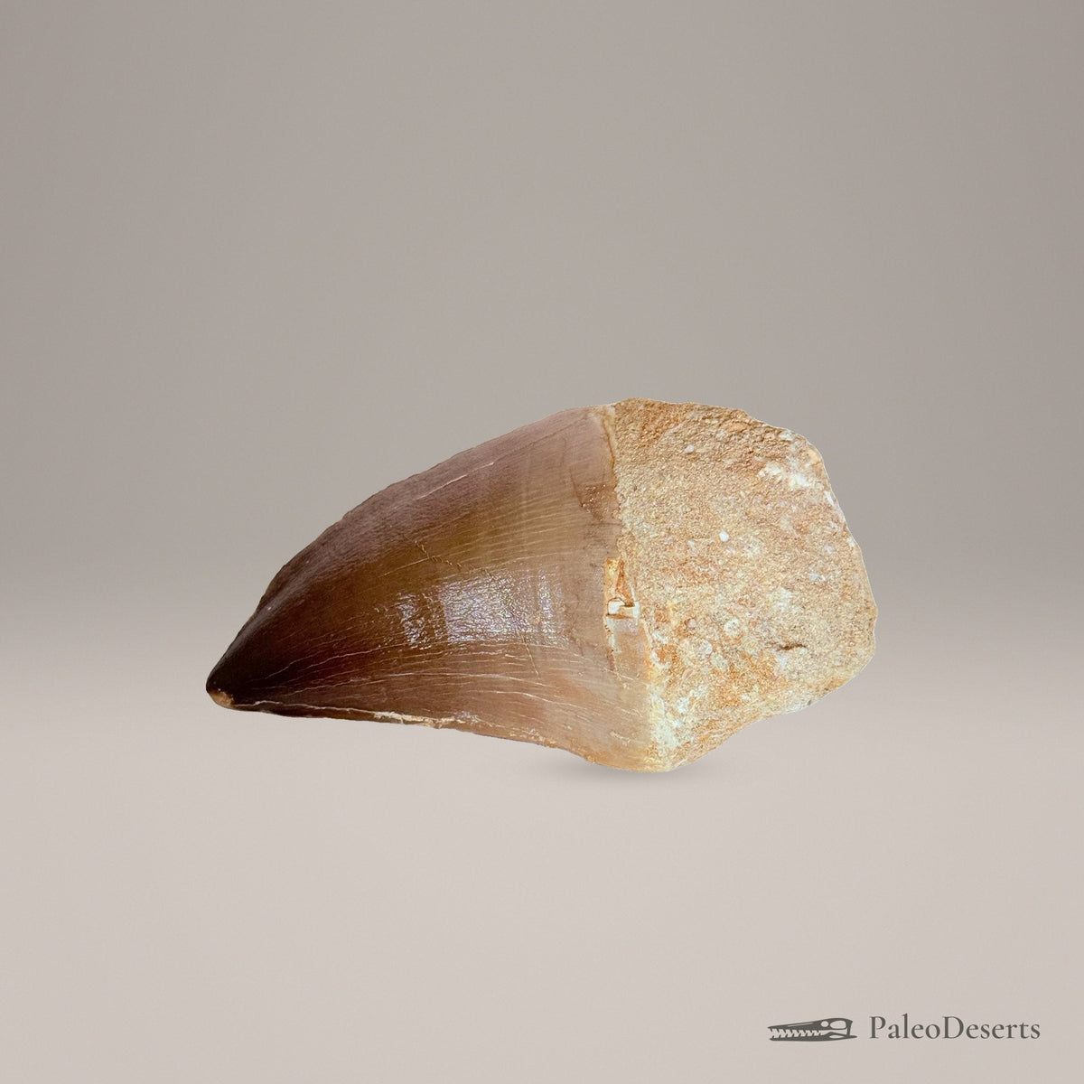 Prognathodon Mosasaur Tooth Fossil – 2.8 in (7 cm), Morocco – Specimen M-08 – view 3