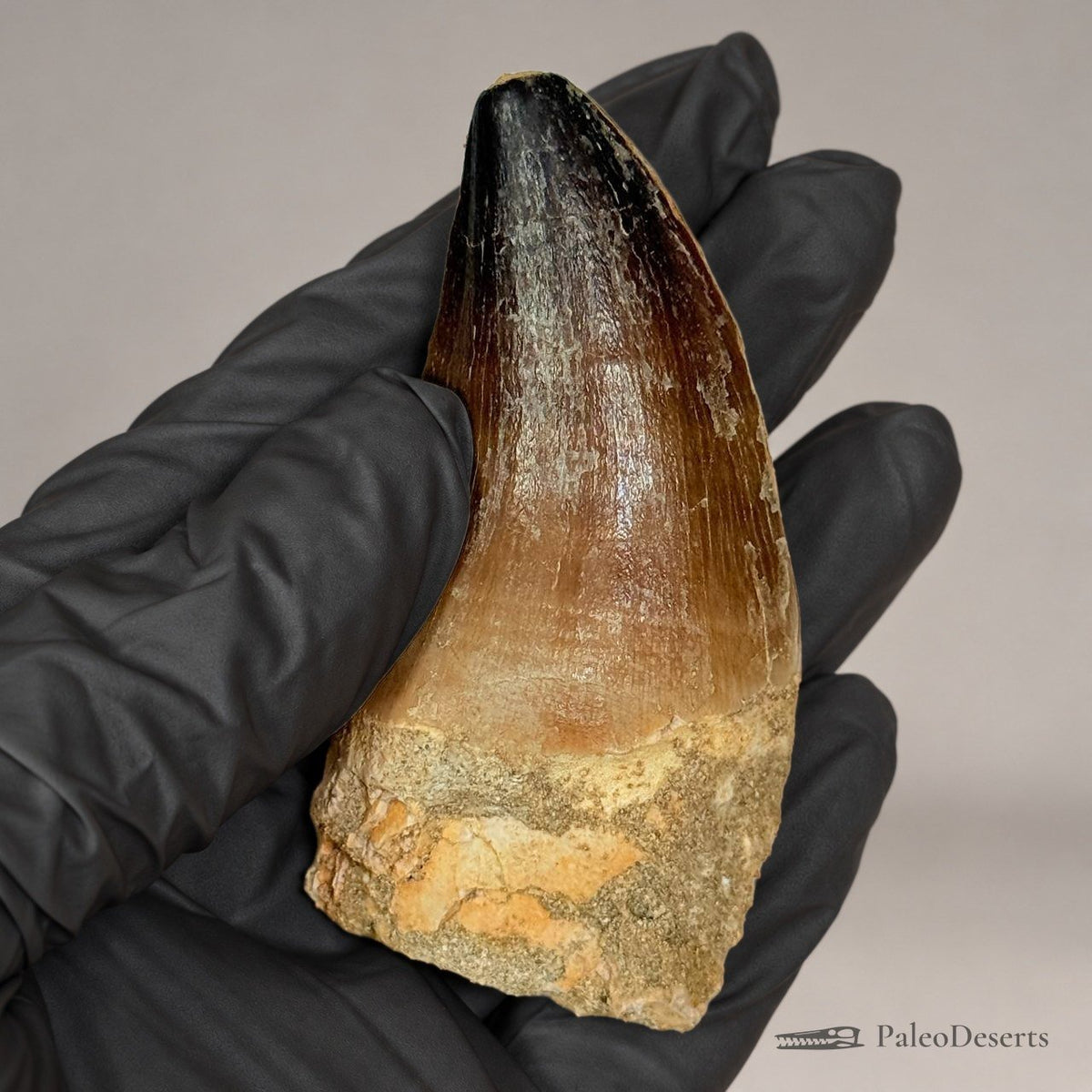 Prognathodon Mosasaur Tooth Fossil – 2.8 in (7 cm), Morocco – Specimen M-20 – view 6