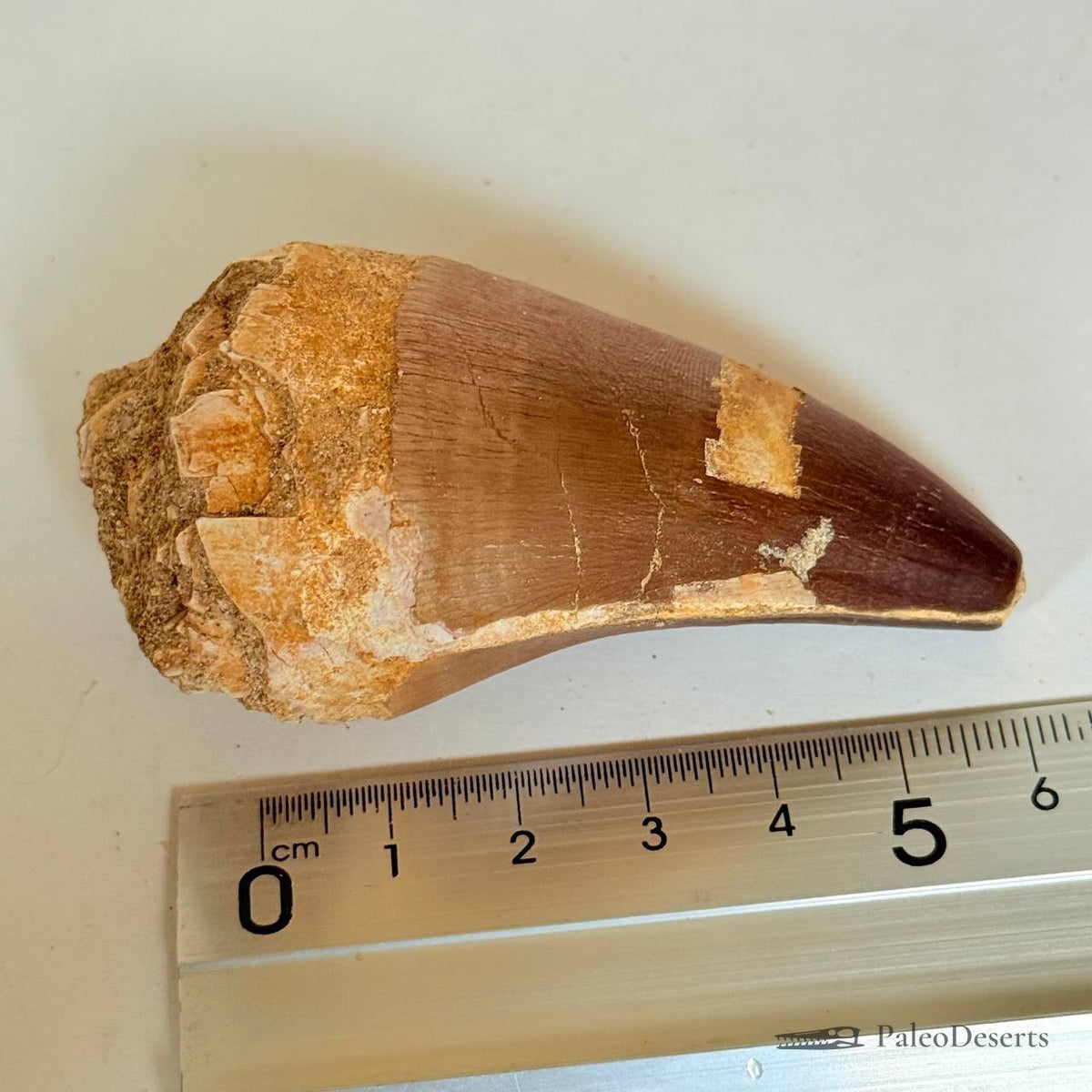 Prognathodon Mosasaur Tooth Fossil – 2.8 in (7 cm), Morocco – Specimen M-20 – view 7