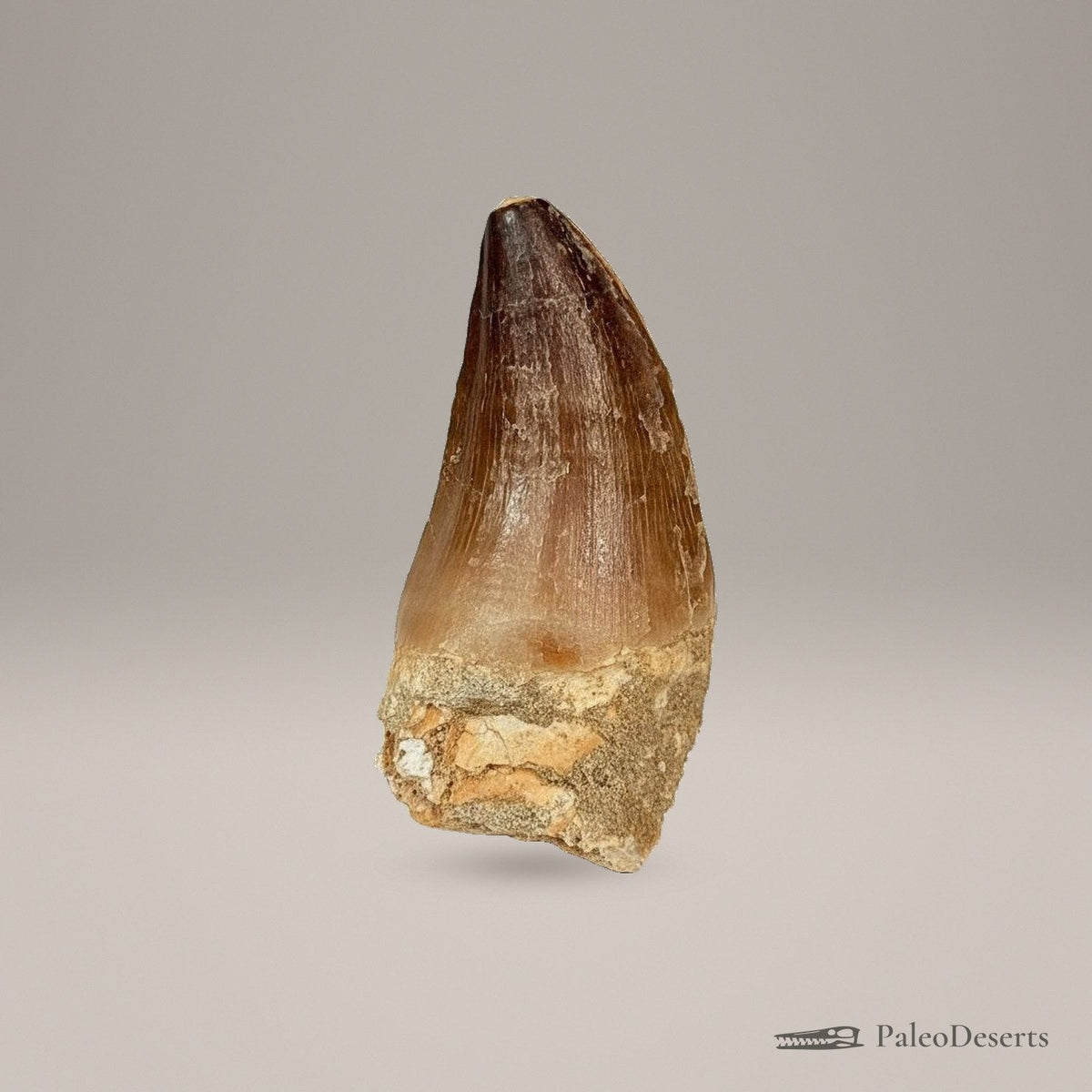 Prognathodon Mosasaur Tooth Fossil – 2.8 in (7 cm), Morocco – Specimen M-20 – view 2