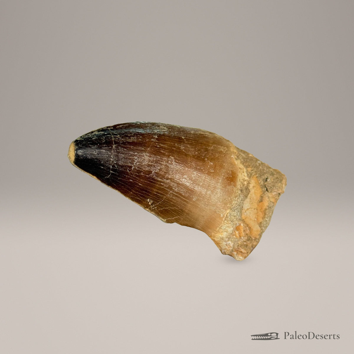 Prognathodon Mosasaur Tooth Fossil