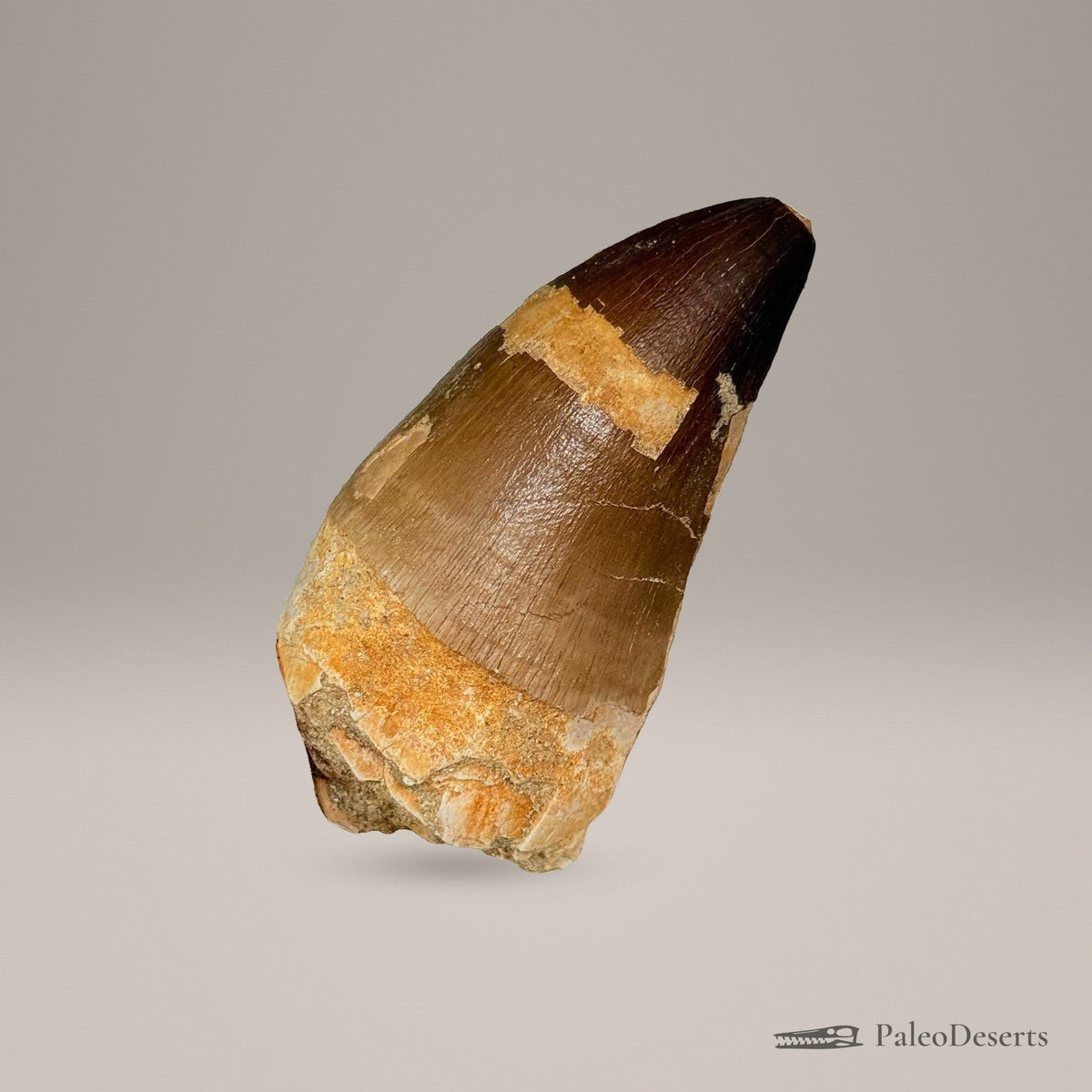 Prognathodon Mosasaur Tooth Fossil – 2.8 in (7 cm), Morocco – Specimen M-20 – view 3