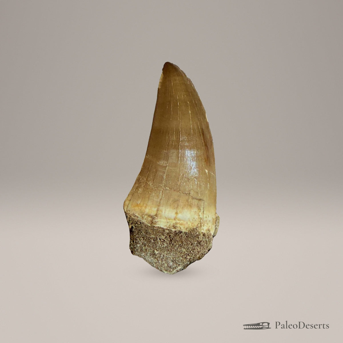 Prognathodon Mosasaur Tooth Fossil – second view