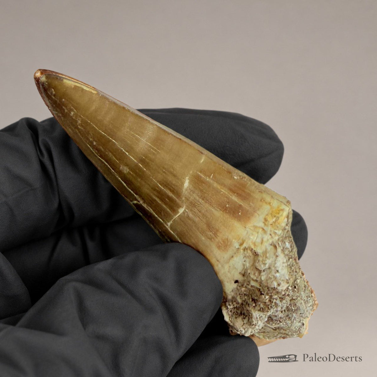 Prognathodon Mosasaur Tooth Fossil – 2.8 in (7.0 cm), Morocco – Specimen M-38 – view 4