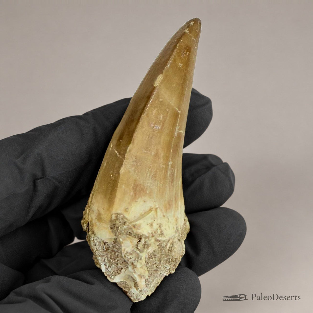 Prognathodon Mosasaur Tooth Fossil – 2.8 in (7.0 cm), Morocco – Specimen M-38 – view 3