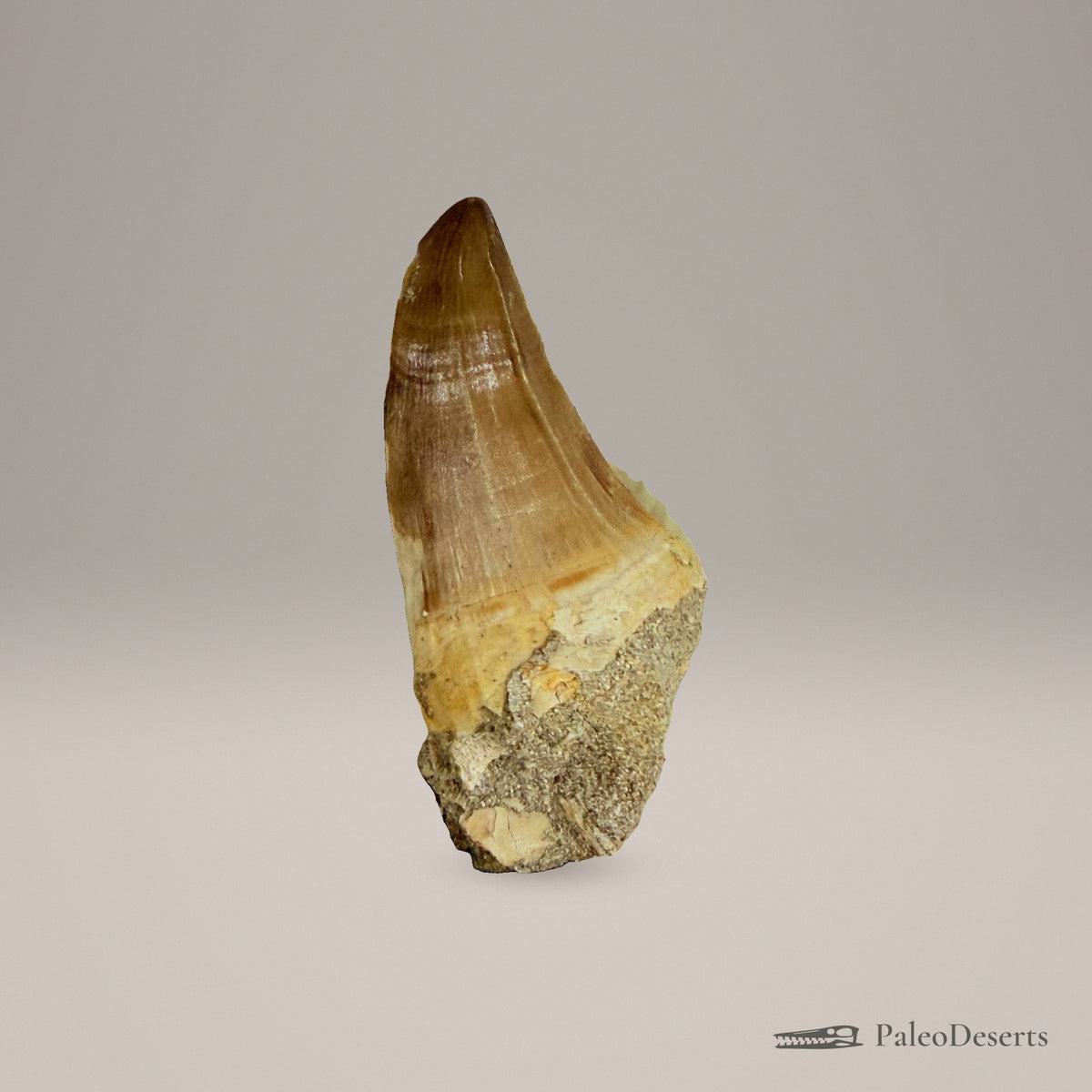Prognathodon Mosasaur Tooth Fossil – 2.8 in (7.0 cm), Morocco – Specimen M-39 – view 3