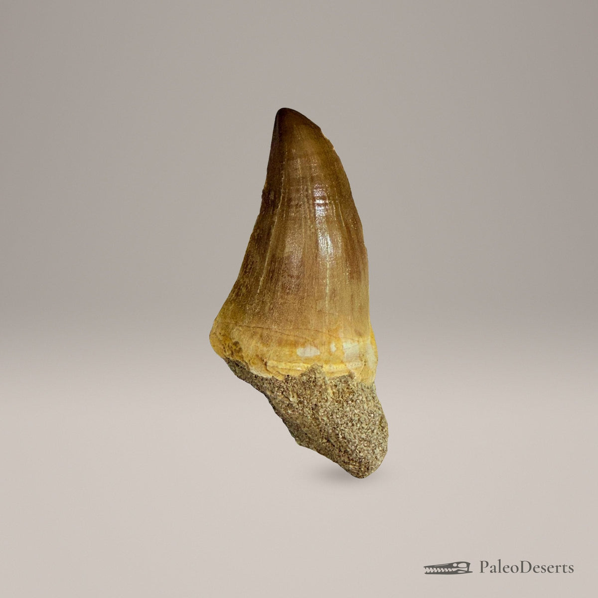 Prognathodon Mosasaur Tooth Fossil – 2.8 in (7.0 cm), Morocco – Specimen M-39 – view 2