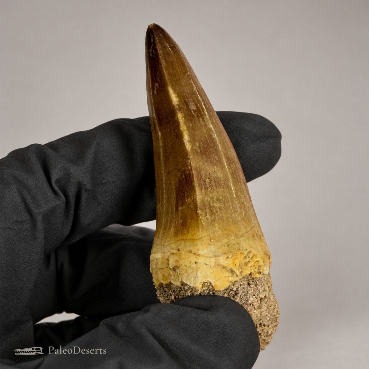 Prognathodon Mosasaur Tooth Fossil – 2.8 in (7.0 cm), Morocco – Specimen M-39 – view 1