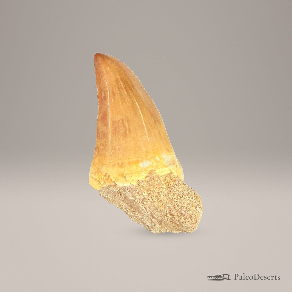 Prognathodon Mosasaur Tooth Fossil – 2.8 in (7.0 cm), Morocco – Specimen M-39 - PaleoDeserts