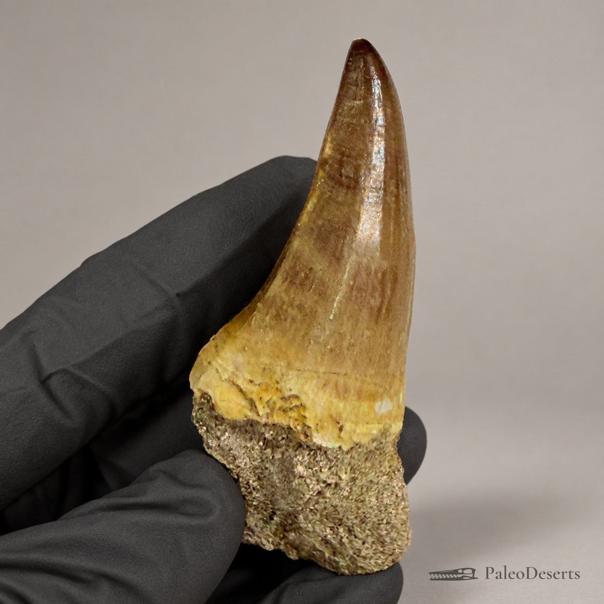 Prognathodon Mosasaur Tooth Fossil – 2.8 in (7.0 cm), Morocco – Specimen M-39 - PaleoDeserts