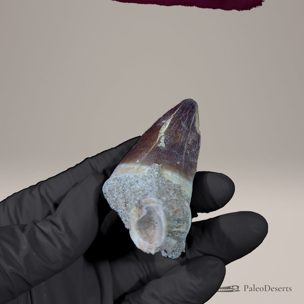 Prognathodon Mosasaur Tooth Fossil – 3.0 in (7.7 cm), Morocco - PaleoDeserts