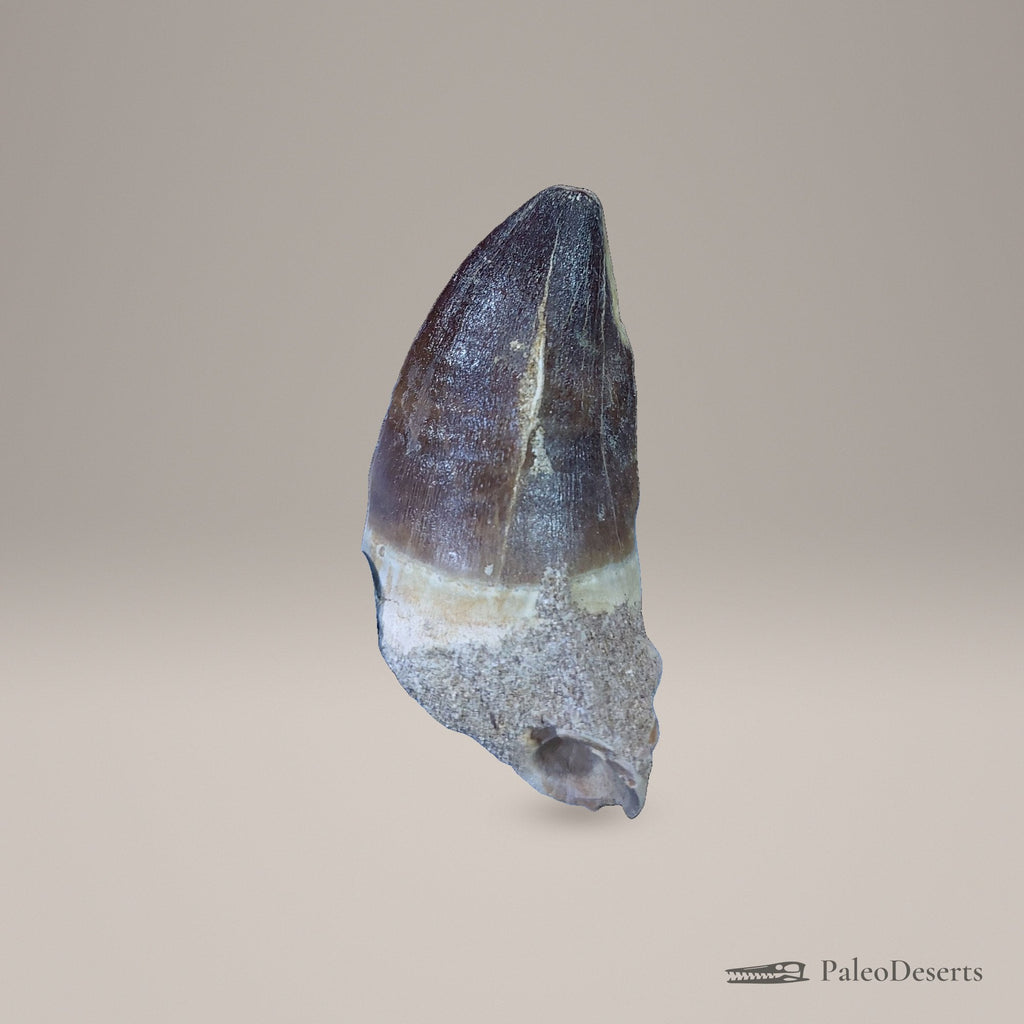 Prognathodon Mosasaur Tooth Fossil – 3.0 in (7.7 cm), Morocco - PaleoDeserts
