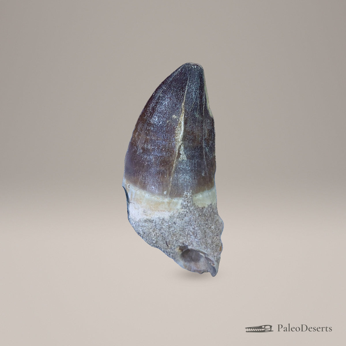 Prognathodon Mosasaur Tooth Fossil – second view
