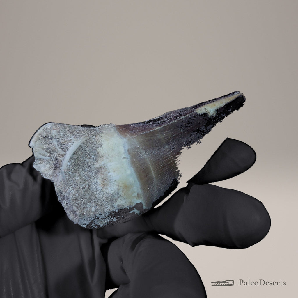Prognathodon Mosasaur Tooth Fossil – 3.0 in (7.7 cm), Morocco - PaleoDeserts