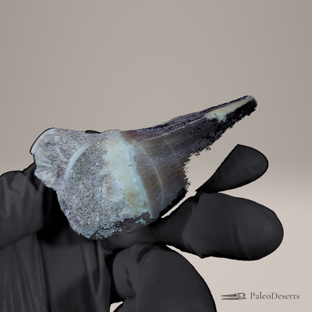 Prognathodon Mosasaur Tooth Fossil – 3.0 in (7.7 cm), Morocco - PaleoDeserts