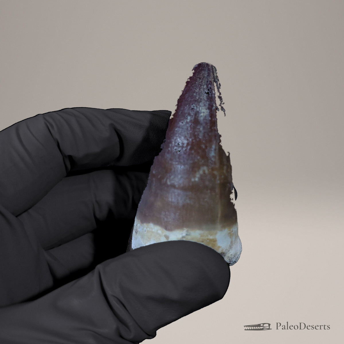 Prognathodon Mosasaur Tooth Fossil – 3.0 in (7.7 cm), Morocco - PaleoDeserts