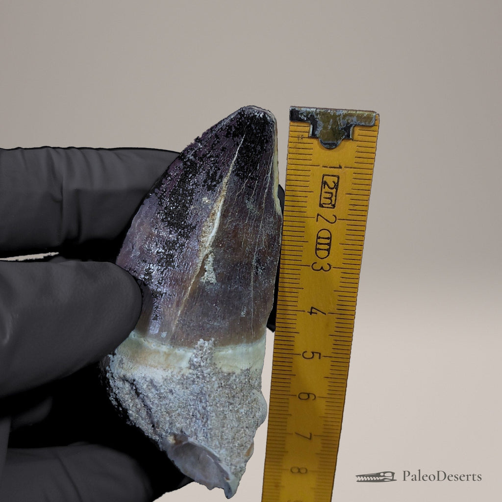 Prognathodon Mosasaur Tooth Fossil – 3.0 in (7.7 cm), Morocco - PaleoDeserts