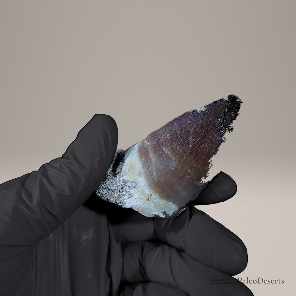 Prognathodon Mosasaur Tooth Fossil – 3.0 in (7.7 cm), Morocco - PaleoDeserts