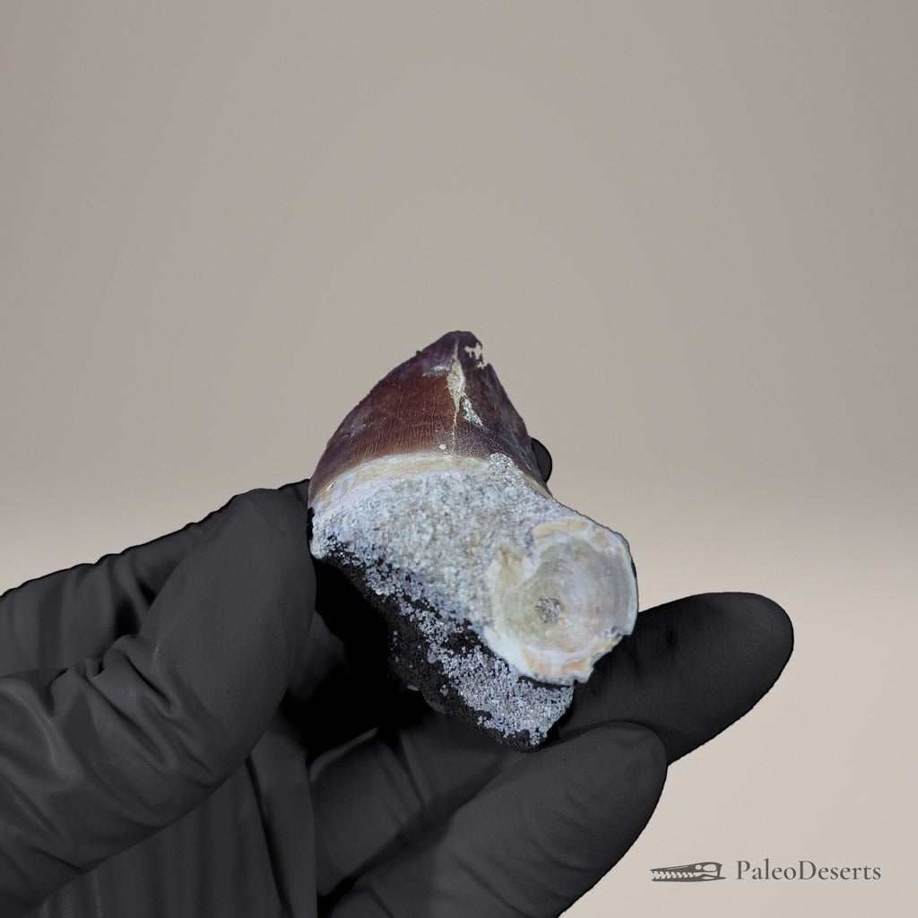 Prognathodon Mosasaur Tooth Fossil – 3.0 in (7.7 cm), Morocco - PaleoDeserts