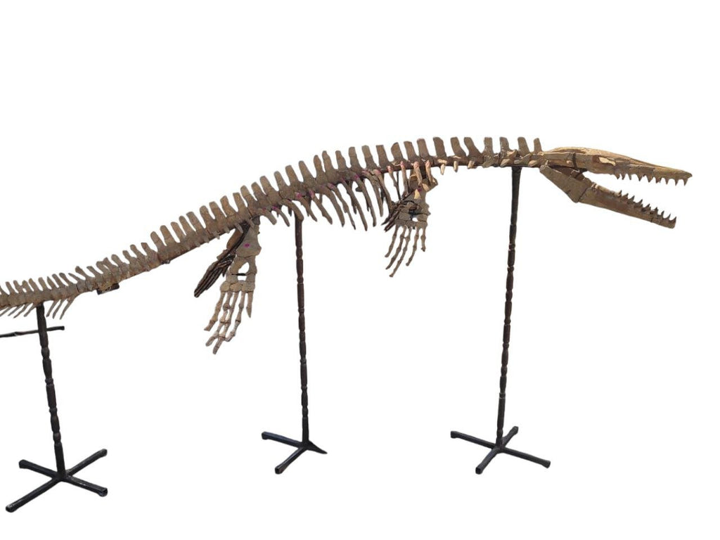 prognathodon sp. Skeleton Fossil, 3.3 m – AD-17434 - PaleoDeserts