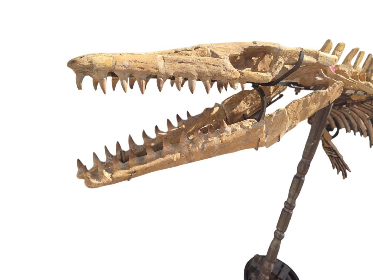 prognathodon sp. Skeleton Fossil, 3.3 m – AD-17434 - PaleoDeserts