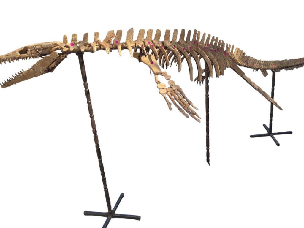 prognathodon sp. Skeleton Fossil, 3.3 m – AD-17434 - PaleoDeserts