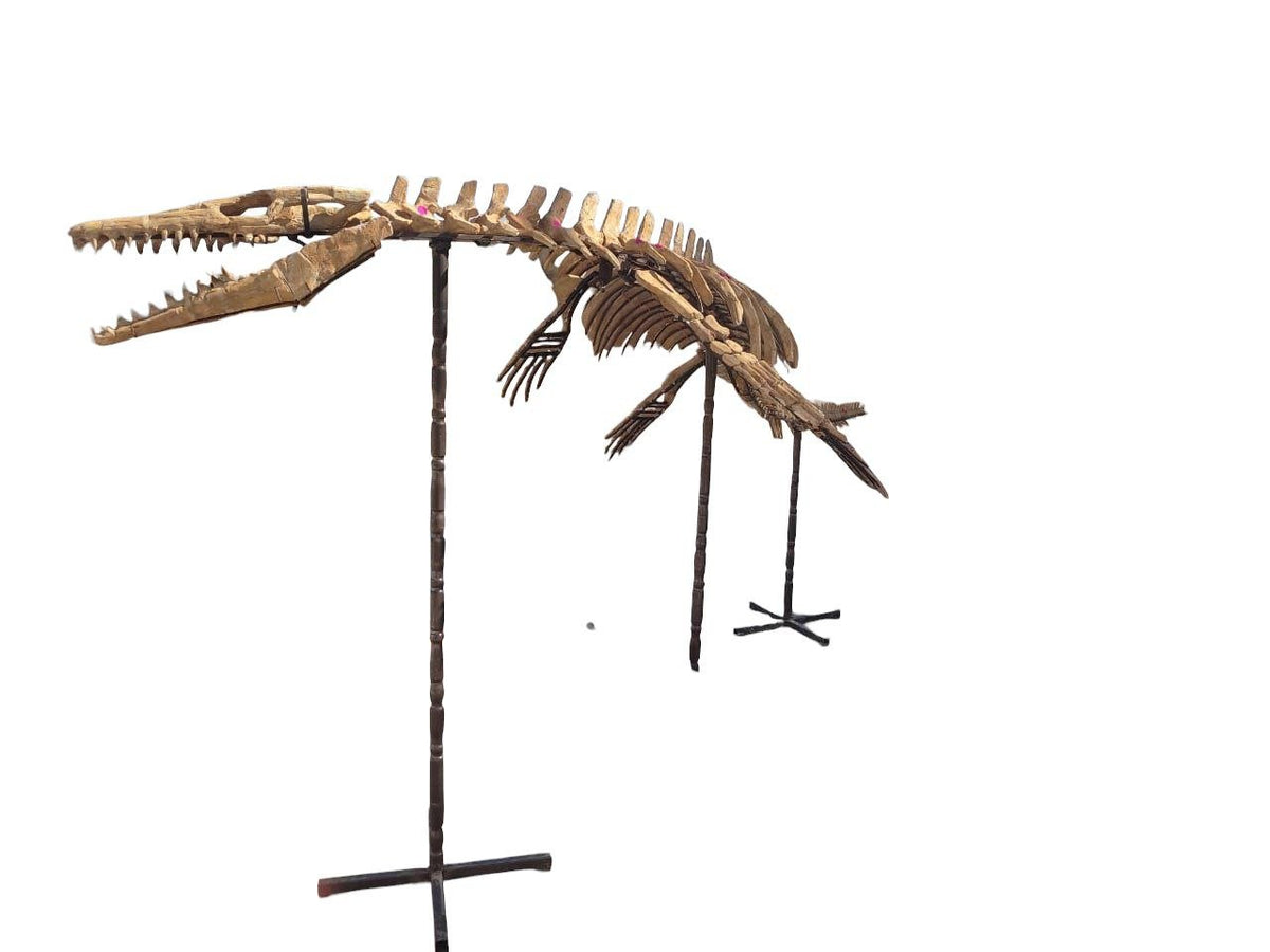 prognathodon sp. Skeleton Fossil, 3.3 m – AD-17434 - PaleoDeserts