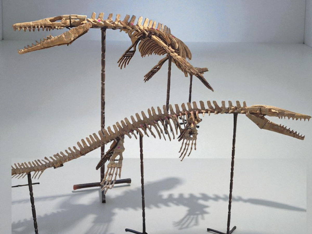 Prognathodon Mosasaur Skeleton – 10.8 ft (3.3 m), Sidi Chennane, Morocco – view 2