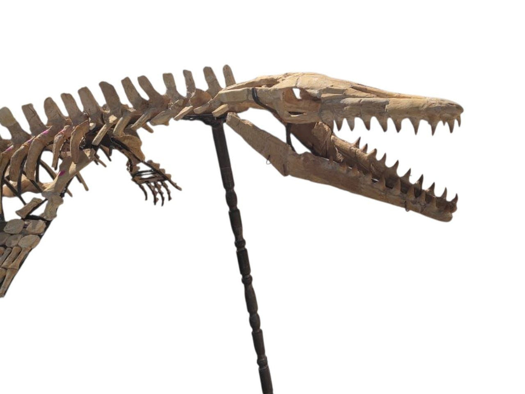 prognathodon sp. Skeleton Fossil, 3.3 m – AD-17434 - PaleoDeserts