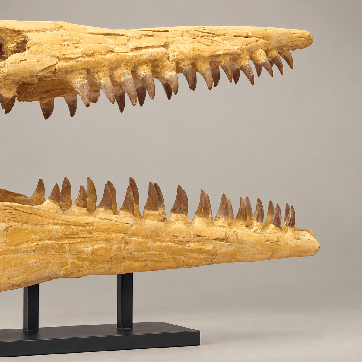 Rare Hainosaurus “boubker” Tylosaurine Mosasaur Skull fossil – 42.5 inches - PaleoDeserts