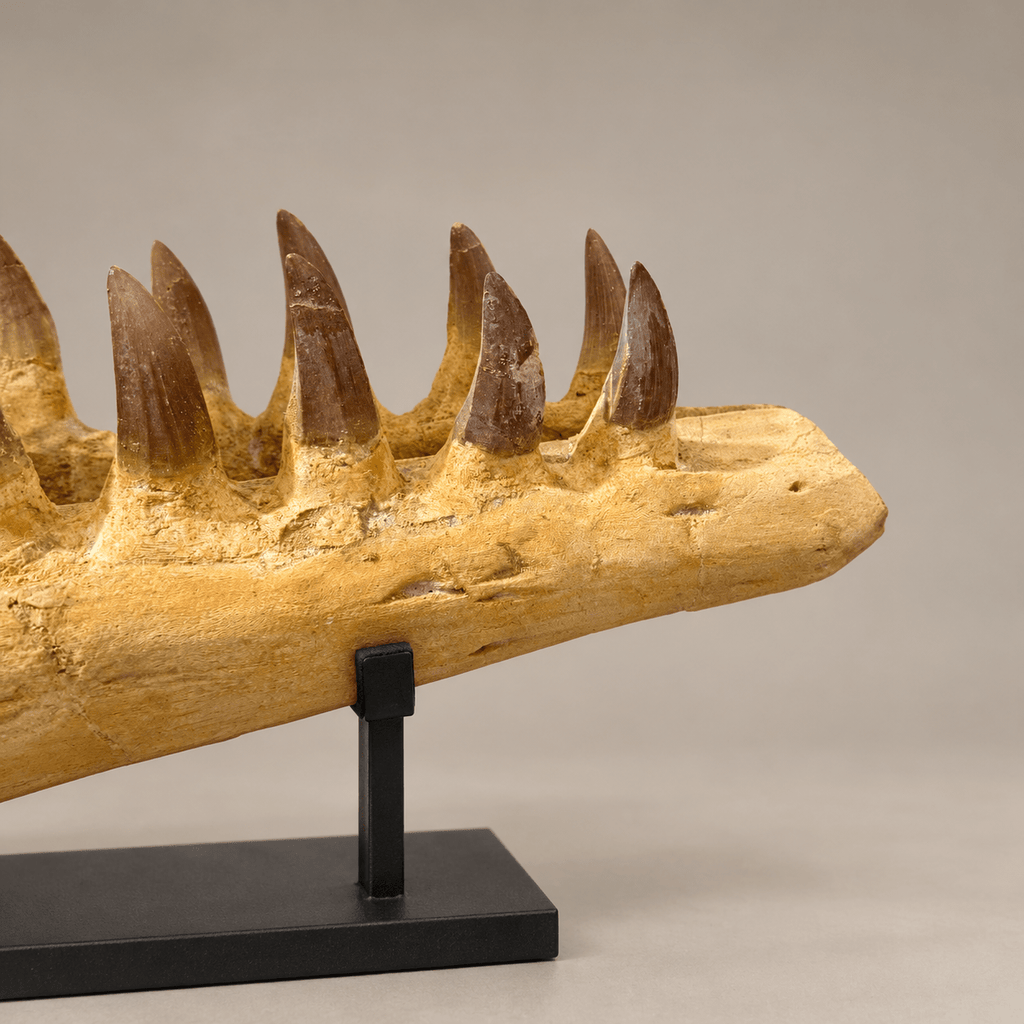 Rare Hainosaurus “boubker” Tylosaurine Mosasaur Skull fossil – 42.5 inches - PaleoDeserts