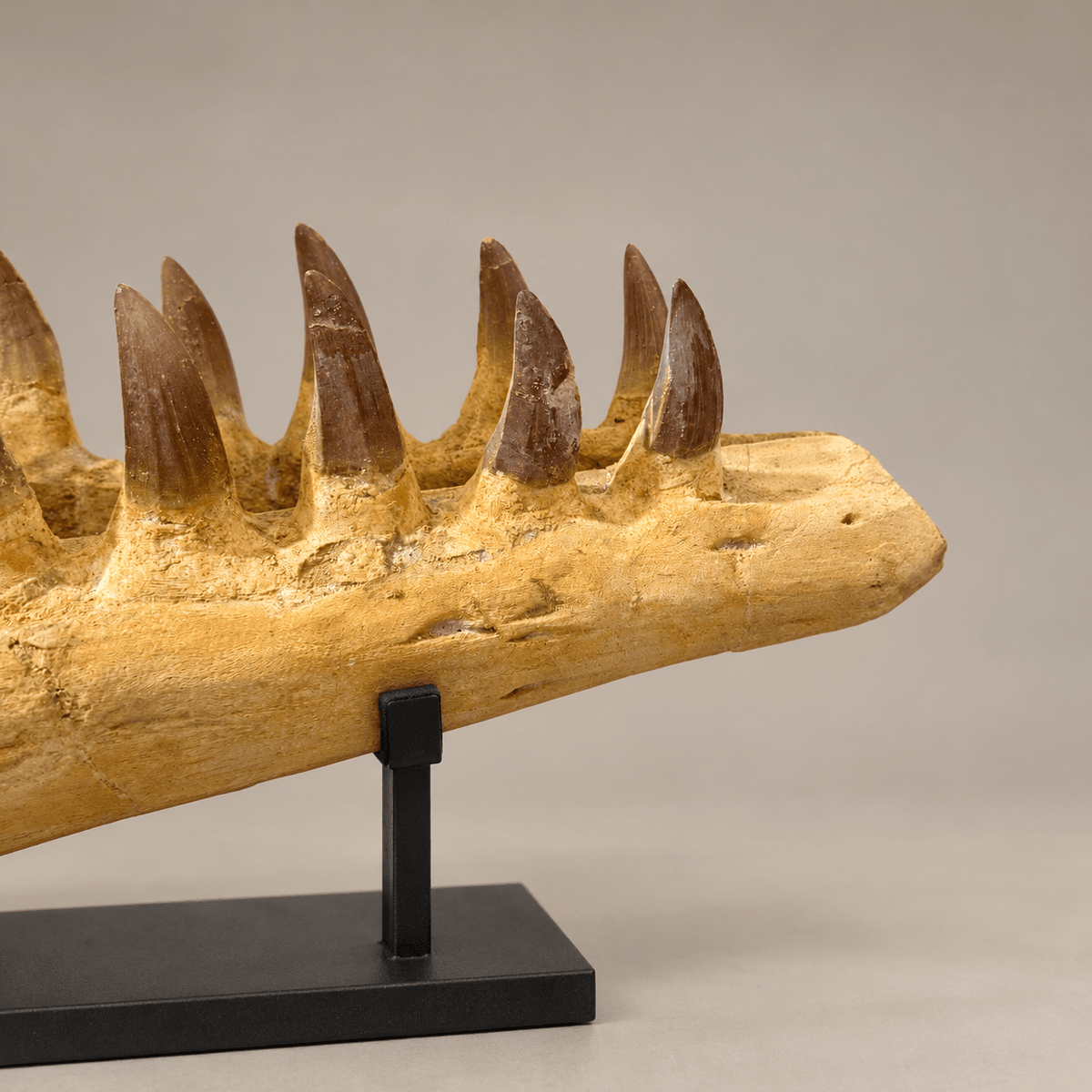 Rare Hainosaurus “boubker” Tylosaurine Mosasaur Skull fossil – 42.5 inches - PaleoDeserts