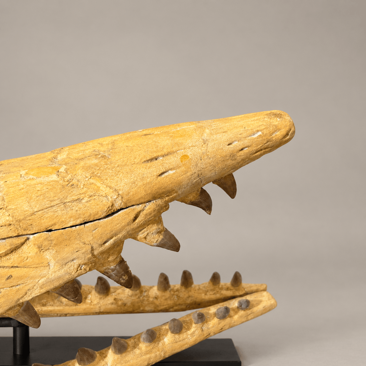 Rare Hainosaurus “boubker” Tylosaurine Mosasaur Skull fossil – 42.5 inches - PaleoDeserts