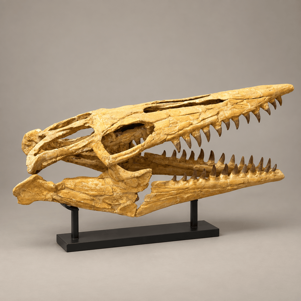 Rare Hainosaurus “boubker” Tylosaurine Mosasaur Skull fossil – 42.5 inches - PaleoDeserts